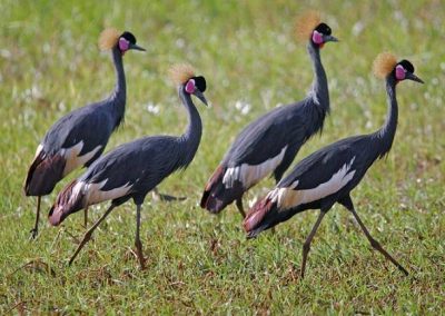 12 day-itenerary bird watching tour in Ethiopia|Lungo local tour Ethiopia